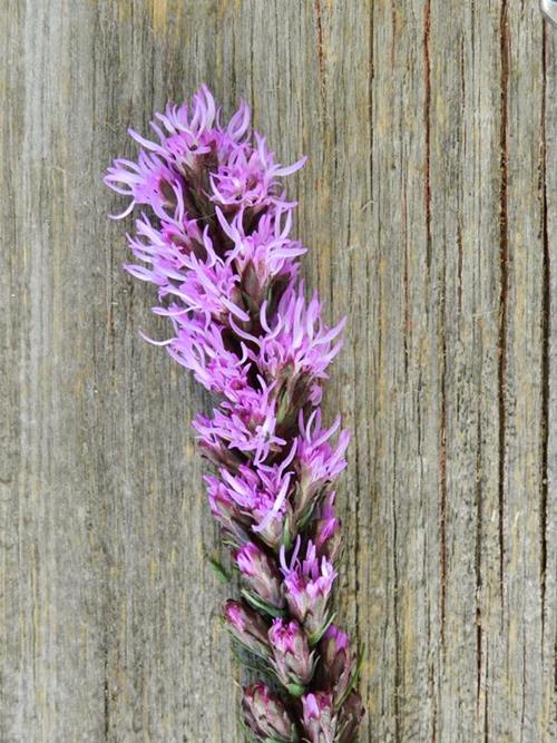 PURPLE LIATRIS